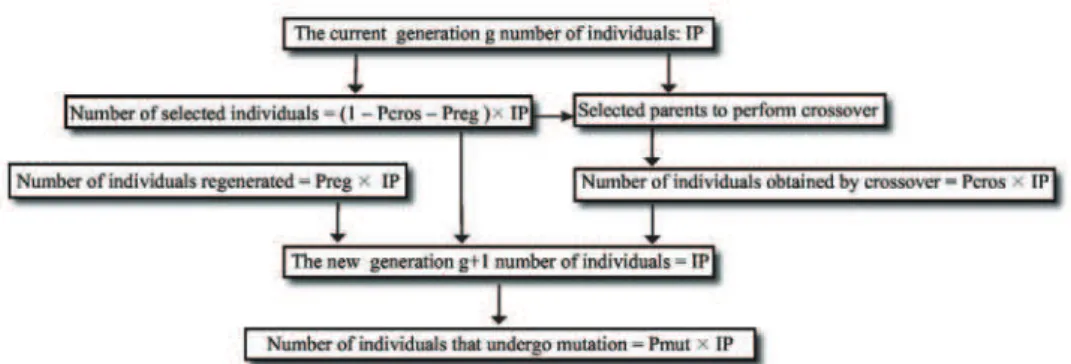 Figure 3  Reconstitution of individuals from generation g to generation g + 1 