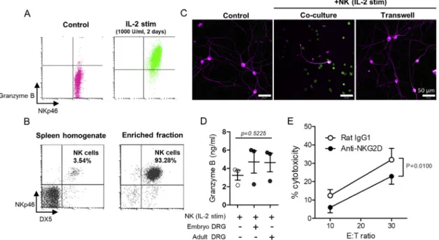 Figure S1. Isolation, Enrichment, and Activation of NK Cells from Adult Mouse Spleen and Cytotoxicity of IL-2-Stimulated NK Cells against Embryonic DRG Neurons, Related to Figure 1