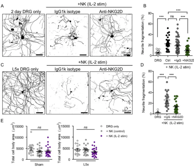 Figure S2. Antibody Blockade of NKG2D Receptor on NK Cells Attenuates Neurite Degeneration of Adult DRG Neurons In Vitro , Related to Figures 2 and 3