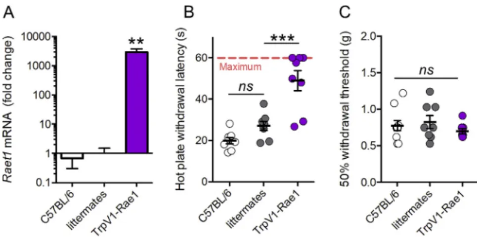 Figure S7. Specific Overexpression of Raet1 in Nociceptive (TrpV1-Expressing) Neurons Reduces Sensitivity to Noxious Heat but Not Touch, Related to Figure 7