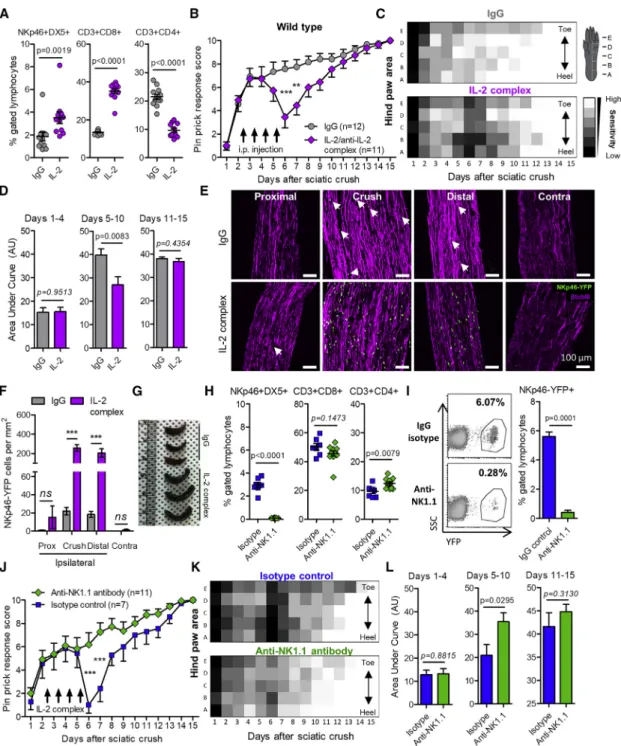 Figure 5. IL-2/Anti-IL-2 Antibody Complex Treatment Triggers NK Cell-Dependent Acute Sensory Loss after Partial Sciatic Nerve Crush (A) Peripheral blood sampled 16 days post-injury in IL-2 complex or IgG control mice