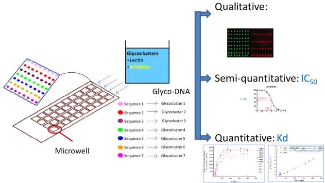 Figure  2:  Diagram  of  the  DDI  glycocluster  array.  The  DNA  immobilization  matrix  is  printed  at  the  bottom  of  each  well