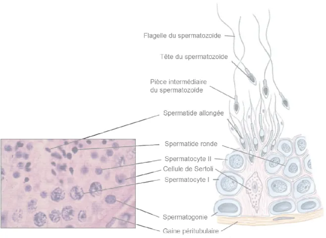 Figure 1 : La spermatogenèse et du développement des gamètes