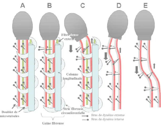 Figure  5 :  Mécanisme  de  mouvement  du  flagelle  des  spermatozoïdes 