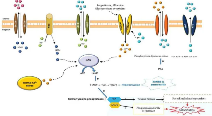 Figure 6 : Représentation schématique des voies considérées comme impliquées dans la  régulation de la mobilité des spermatozoïdes chez les mammifères