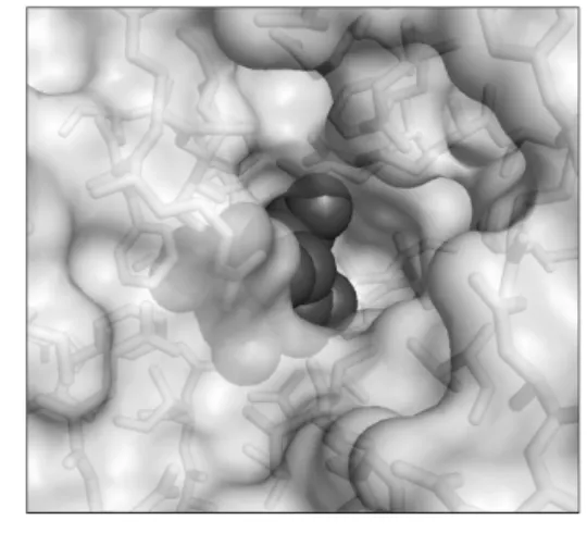 Fig. 7. Ligand in the active site of a protein.