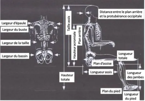 Figure 17: Mesures anthropométriques nécessaires aux choix et réglages du FRM (Copper 1998)