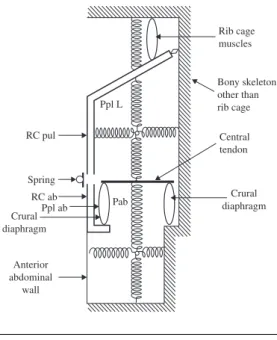 FIGURE 5.5 Mechanical model of the rib cage showing mechanical linkage of rib cage muscles, elastic properties of respiratory system (springs) and agencies acting to displace and distort rib cage