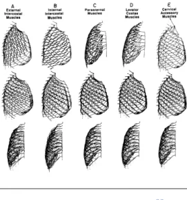 FIG.  1.  Geometry  of  rib  cage  model.  Center  lines  of  elements  of  right  hemithorax  in  right  anterior  superior  oblique  projection