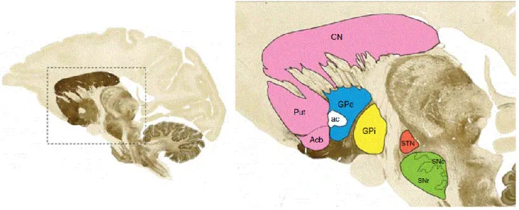 Figure 2 : Coupe sagittale d’un cerveau de singe montrant la localisation des composants  majeurs des ganglions de la base