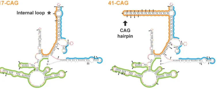 Figure  13  :  Représentation  de  la  structure  secondaire  des  transcrits  HTT  sauvage  (17  répétitions CAG) et muté (41CAG)