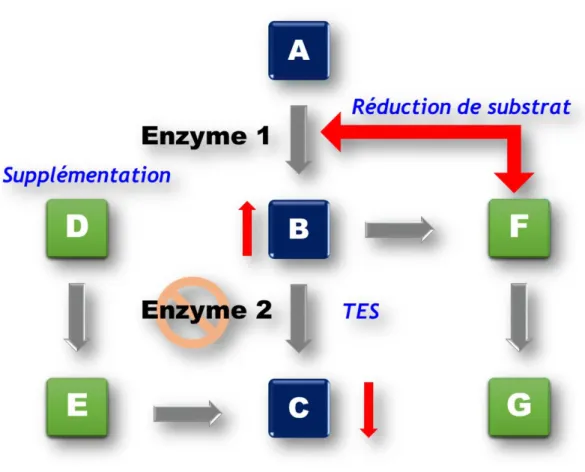 Figure 1. Bases biochimiques générales des Maladies Héréditaires du Métabolisme. En considérant une voie  métabolique  simple :  substrat  A  est  transformé  en  produit  B  via  l’enzyme  1  qui  est  ensuite  transformé  en  produit C via l’enzyme 2