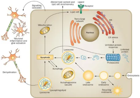 Figure 3. Les MLS et mécanismes secondaires conduisant à la mort cellulaire dans les neurones
