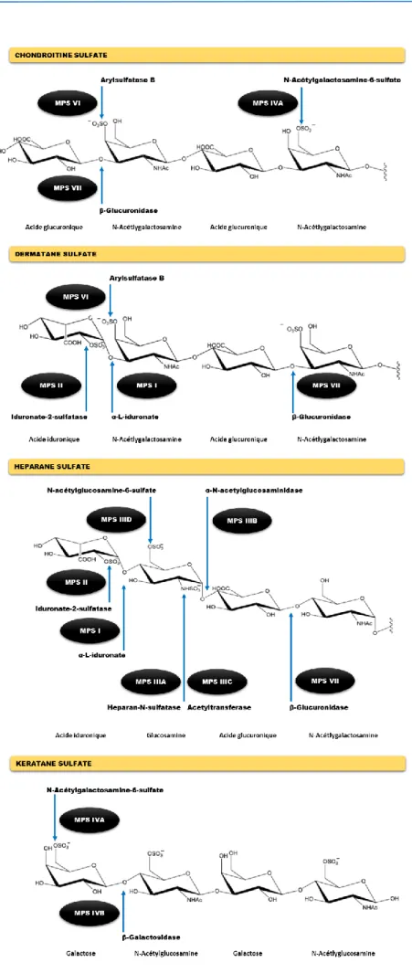 Figure 5. Structure et sites de clivage enzymatique des GAG. Les différentes MPS sont annotées