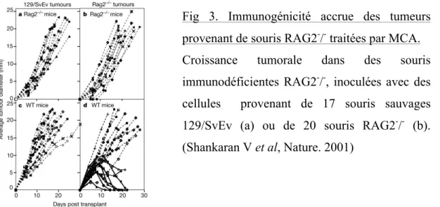 Fig  3.  Immunogénicité  accrue  des  tumeurs  provenant de souris RAG2 - / -  traitées par MCA