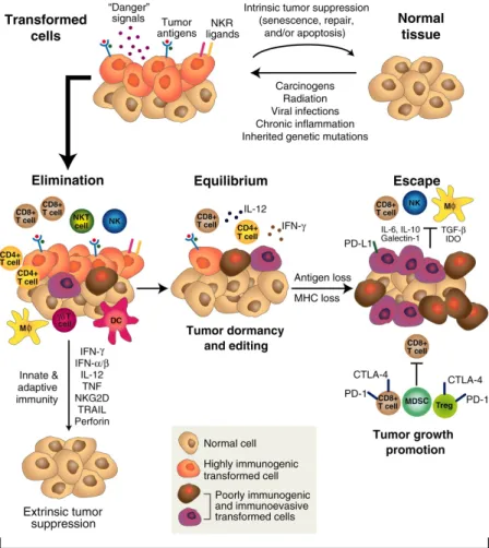 Fig  4.  Immunoediting  du  cancer :  rôle  du  système  immunitaire  dans  la  suppression  et  la  promotion du cancer