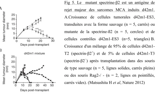 Fig  5.  Le    mutant  spectrine-β2  est  un  antigène  de  rejet  majeur  des  sarcomes  MCA  induits  d42m1