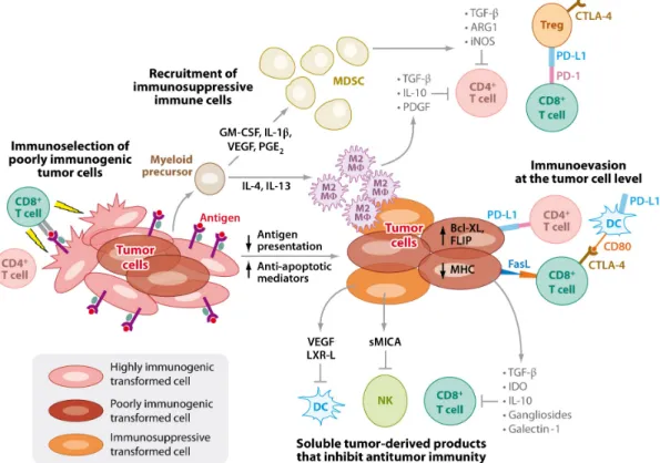 Fig 6.  Mécanismes d’échappement tumoral. (Vesely MD et al, Annu. Rev. Immunol 2011) 