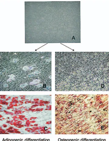Figure 1. A, Representative examples of bone marrow mononu- mononu-clear cells (BMMC) after May–Grunwald–Giemsa staining  (orig-inal magnification ⴛ 100)