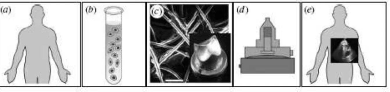 Figure 2 : Séquence d’élaboration d’une valve cardiaque par ingénierie tissulaire      (Extrait de Schmidt D et al, Phil Trans R soc B (2007) 362, 1505-1512) 