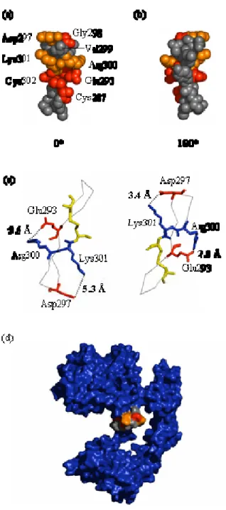 Figure 2-6: mAb 806 binding epitope on EGFR. (a) and (b) Front and back views of residues 287-302 in chain a of  the EGF-bound dimerized EGFR structure (1IVO), which was used because Glu293 is not resolved in the monomer  structure (1NQL)