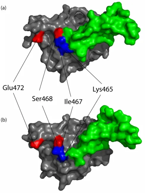 Figure 2-9: mAb 225 and mAb 13A9 epitopes in context of ligand binding. Blue, mAb 225 epitope; red, mAb 13A9  epitope; green, ligands