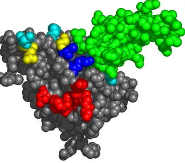 Figure 2-13: Space-filled representation of EGFR domain III bound to EGF ligand (1IVO)