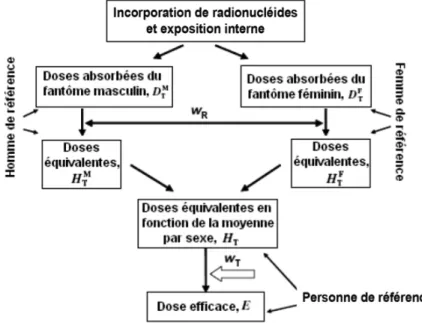 Figure 1.1: Calcul de la dose efficace selon les recommandations de la publication 103 de la CIPR.