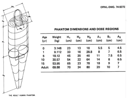 Figure 1.13: Dimensions des six mod`eles du rapport ORNL 1987 de Cristy et Eckerman. Source : [Xu 2014]