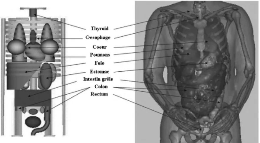 Figure 1.17: Comparaison de la repr´esentation de neuf organes entre le mod`ele de Fisher-Snyder (`a gauche) et le VIP-Man (`a droite)