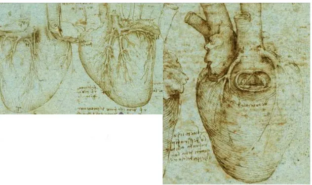 Fig. 1.1. Dessins anatomiques du coeur humain par L´ eonard de Vinci (1510).