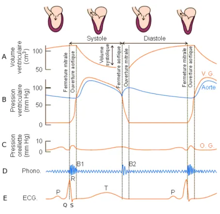 Fig. 2.4. Quelques param` etres physiologiques du coeur au cours du cycle cardiaque.