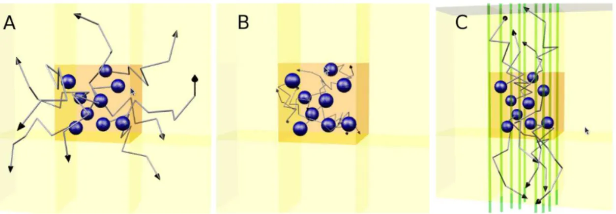 Fig. 2.18. Les trois libert´ es de mouvements des mol´ ecules d’eau : (A) diffusion libre, (B) diffusion restreinte isotrope, (C) diffusion restreinte anisotrope (source : http  ://www.e-mri.org/).