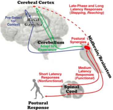Abbildung 1. Ein einfaches Modell der potenziellen, involvierten neuronalen Schleifen in der kortikalen Kon- Kon-trolle von kurzer, mittlerer und langer Latenzzeit automatischer posturalen Reaktionen auf posturale Störungen  (Jacobs &amp; Horak, 2007)