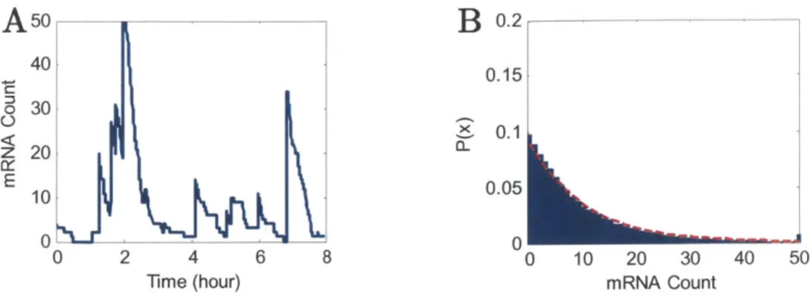 Figure  1-5:  Regulation  via  burst  frequency  or  burst size  will  affect  expression  noise