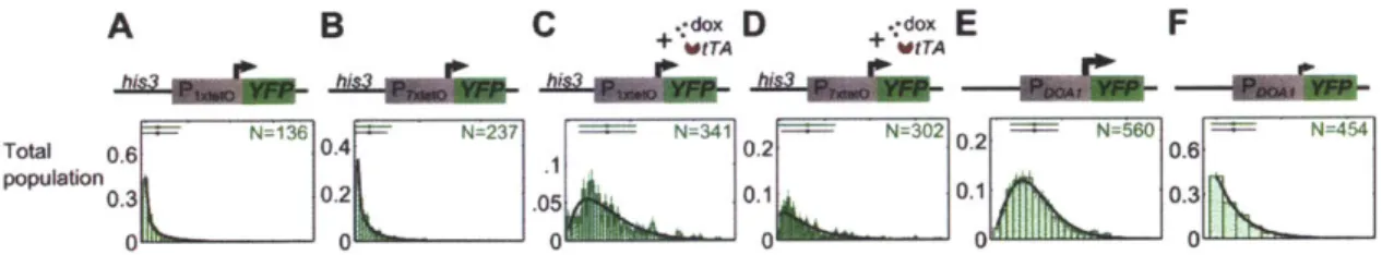 Figure 3-2:  Cytoplasmnic mRNA  expression distributions for Pi 1  -O  and PaO  without  activator