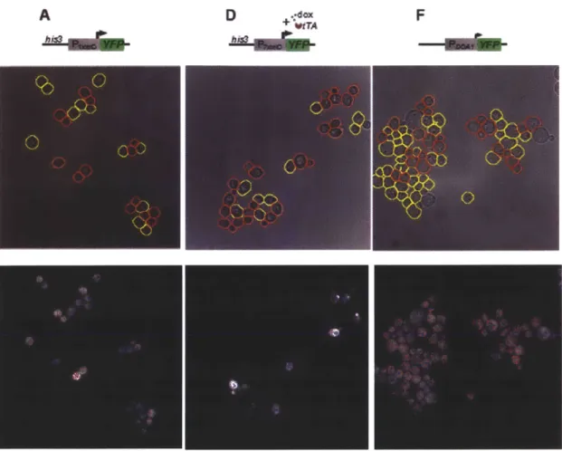 Figure 3-4: Aiicrographs of cells  from  three of the samples  with  (top)  classification  of  cell-qycle