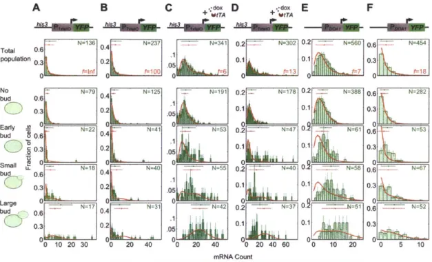 Figure 3-8:  mRNA  distributions from P 1  ~  are better fit by  introducing variable timing in  the transition from  Gi  to  increased S/G2/M  transcription  rates