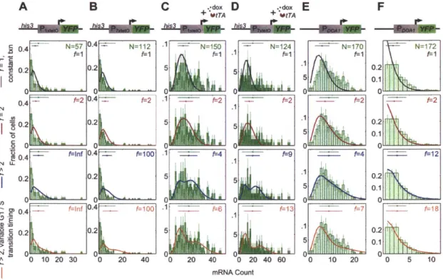 Figure 3-9: Sumrmry  of each models  fit  to S/G2/Ai-specific mRNA  distributions.  (A-F) Strains as in Figure 3-7
