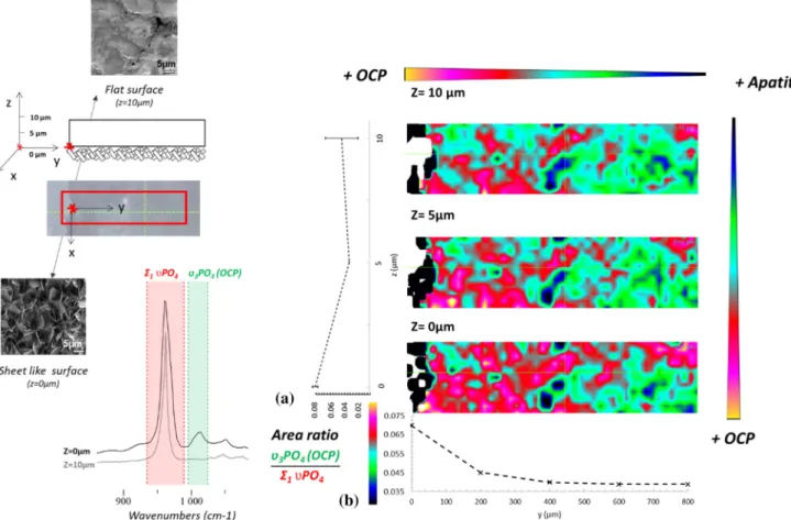 Figure 8 3D Raman cartography of HA/amTCP Top Powder with the t 1 PO 4 (OCP)/R t1 PO 4 band area ratio at z = 0, 5 and 10 lm.