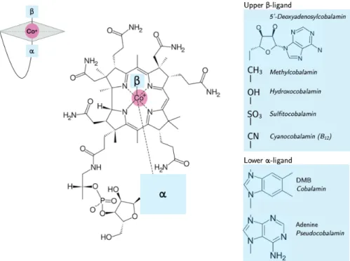 Figure 1-1: The structure of cobalamin consits of a central corrin ring and Co atom center, with variable upper and lower ligands