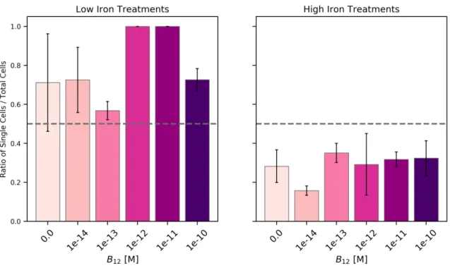 Figure 2-1: Ratios of P. antarctica single cells to total cells at the time of harvest, as the morphotype ratios under low and high iron and across the full range of B 12 concentrations.