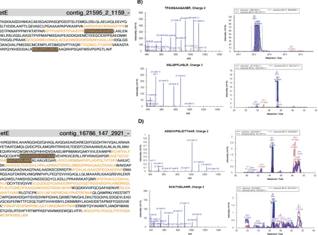 Figure 2-10: Two putative B 12 -independent methionine synthase (MetE) contigs and their respective amino-acid sequences with highlighted portions in yellow indicating unique, identified tryptic peptides (likely the N-terminal and C-terminal domains) that 