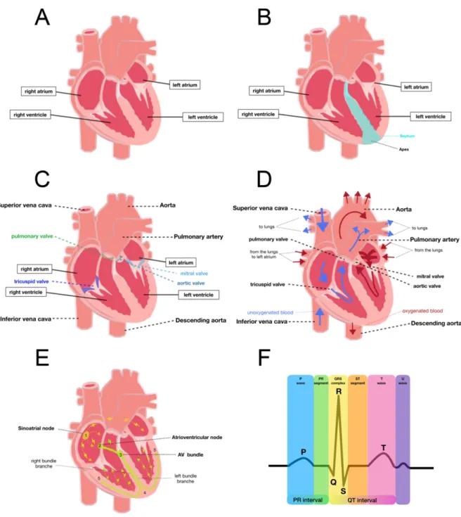 Figure 1: Heart anatomy and physiology A. Cardiac chambers. B. Cardiac anatomy. C. Cardiac valves