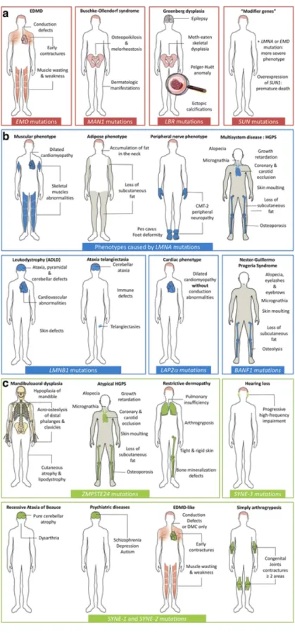 Figure  4: Summary  of  all  known human diseases caused  by  mutations  in  genes  coding  for  nuclear  envelope  components