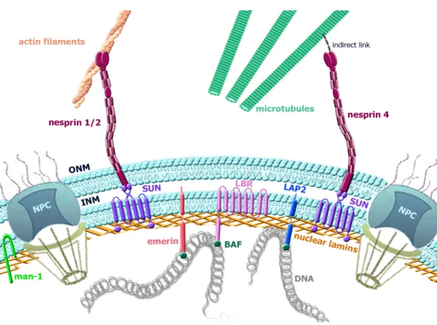 Figure 5: Schematic diagram of the nuclear envelope (NE) organization. NE is composed  by an outer nuclear membrane (ONM) and an inner nuclear membrane (INM) joining at the  nuclear  pore  complexes