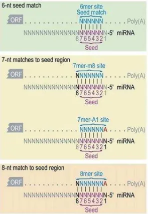 Figure 3: miRNA-mRNA interactions 
