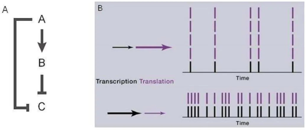 Figure 5: Functions of miRNAs: robustness during development and noise reduction  