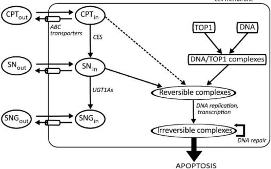 Figure 1. CPT11 PK-PD molecular pathways considered in Caco-2 cells. CPT11 in the extracellular medium (CPT out ) diffuses passively through the cell membrane and reaches the intracellular compartment (CPT in )