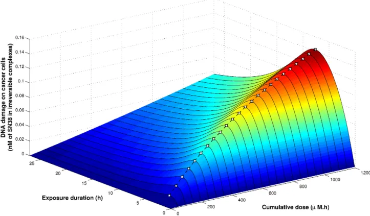 Figure 5. Mathematical optimization of CPT11 exposure in non-synchronized Caco-2 cells